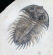 Treveropyge Maura (Heliopyge) Trilobite - Great Eyes #9535-5